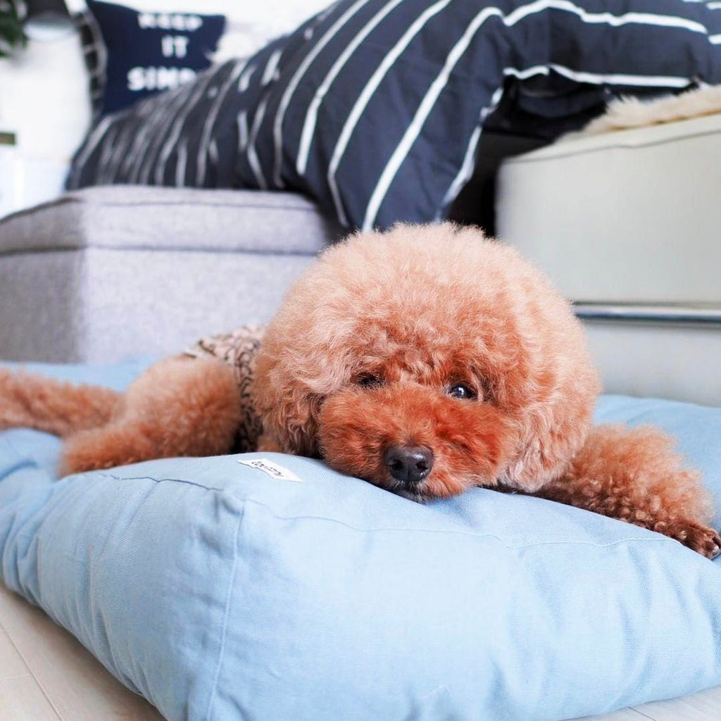 Breathable, Comfy, Singapore-Ready: Cotton Dog Beds Explained