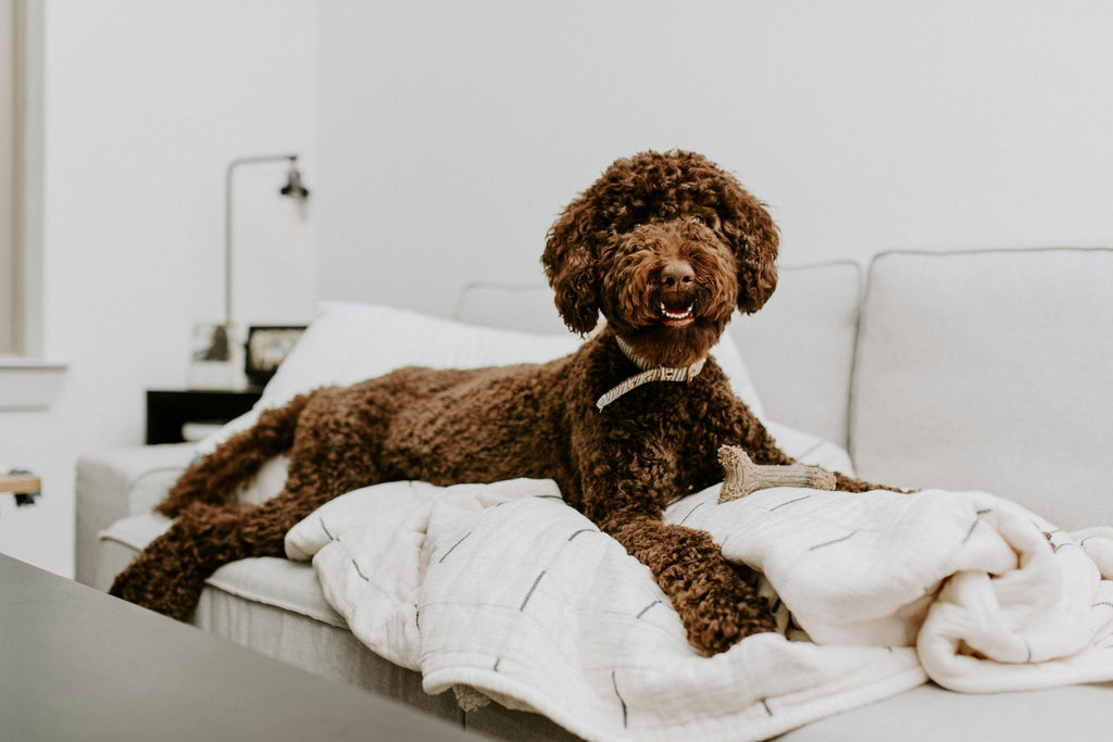 Welcome to our Blog: Sharing Our Pet Care Curation Journey