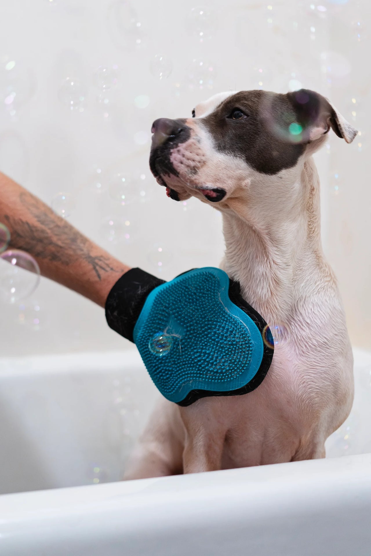 Messy Mutts Reversible Silicone Pet Grooming Glove for Gentle