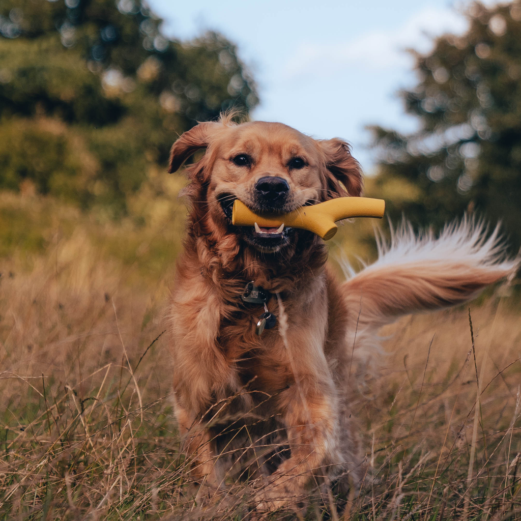 Beco Natural Rubber Super Stick Dog Toy | Interactive Dog Toy | Nut Butter | Bully Stick Holder | Treat Hole