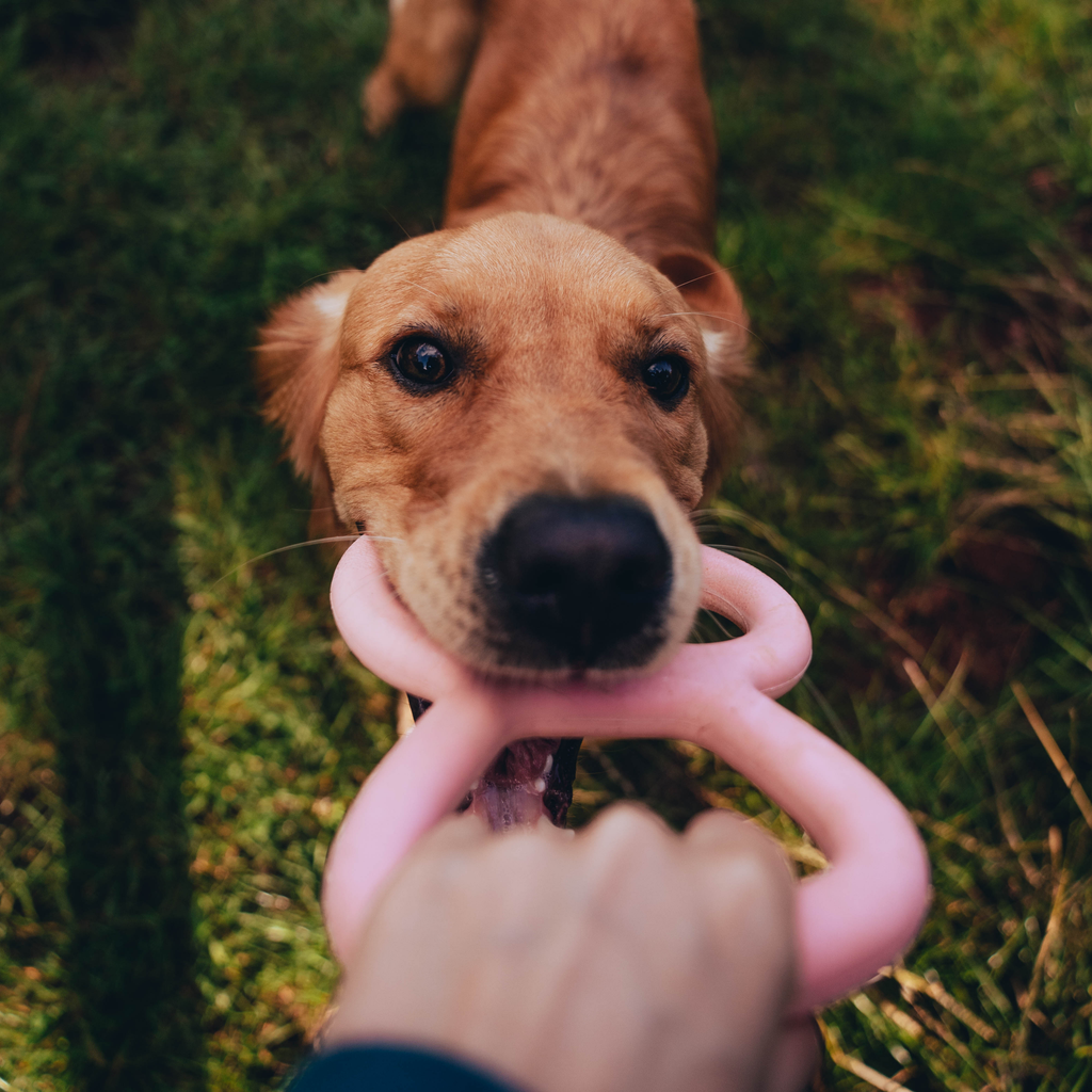 Beco Tough Tugger Natural Rubber Dog Toy