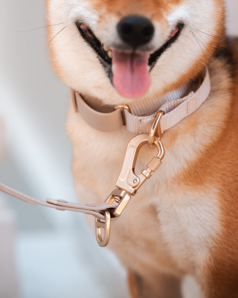 Komu Martingale Dog Collar and Leash in Champagne with Gold Hardware - Ultra Strong Leash