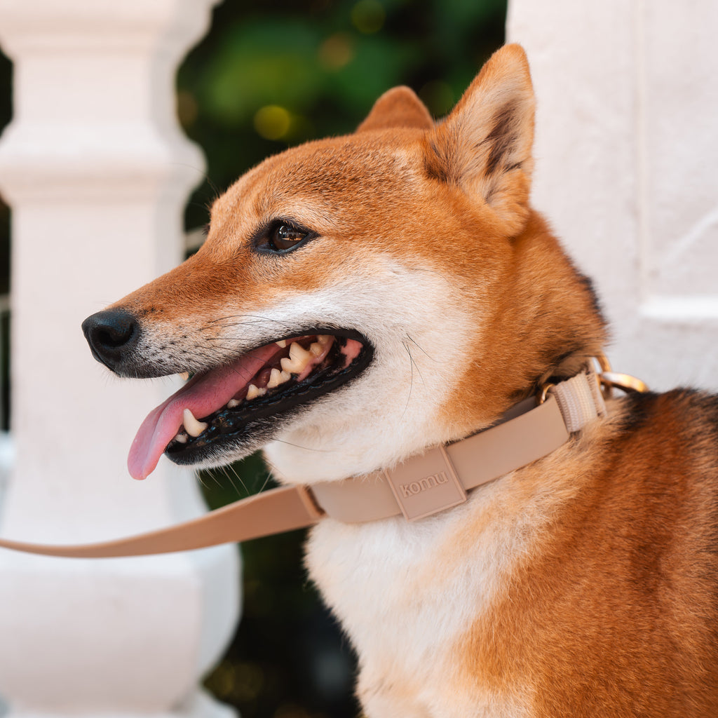 Komu Martingale Dog Collar in Champagne Close Up on Shiba Inu