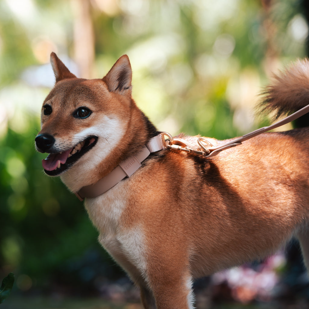 Komu Martingale Dog Collar in Champagne with Gold Hardware worn on Shiba Inu Dog