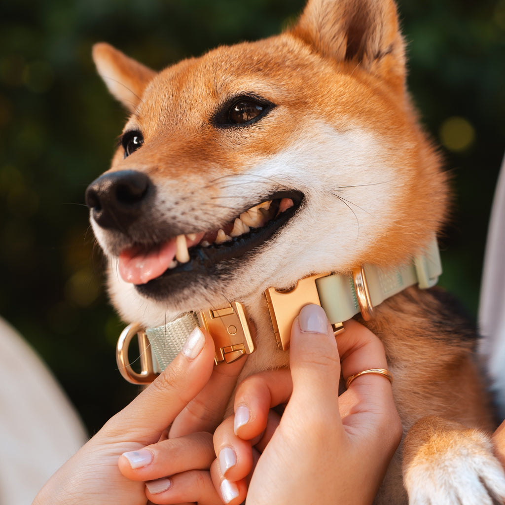 Shiba Inn wearing Komu Martingale Dog Collar in Mint with Gold Hardware Close Up