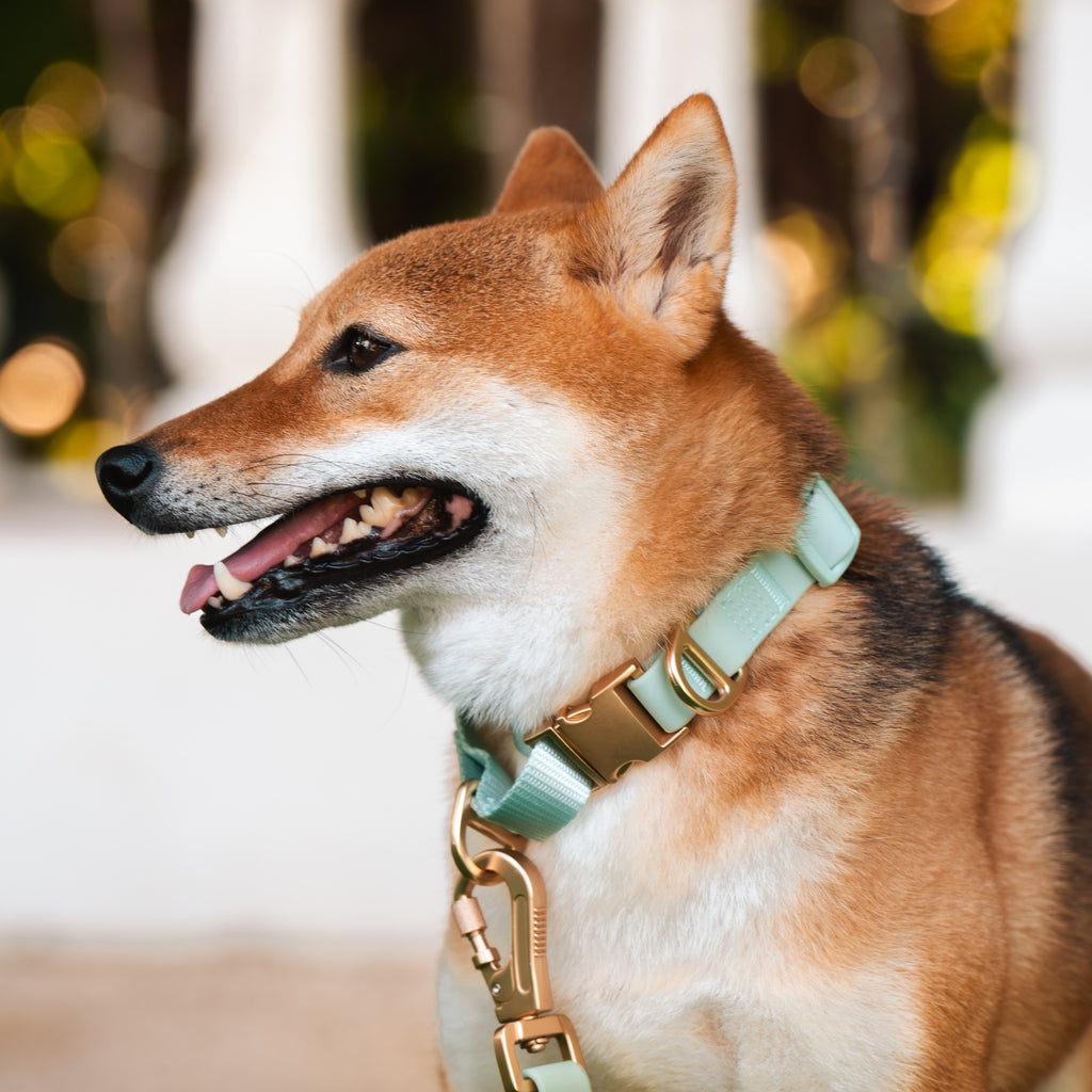 Shiba Inu wearing Komu Martingale Dog Collar & Leash Set in Mint with Gold Hardware Close Up