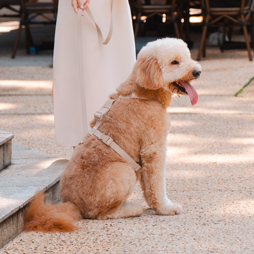 Komu Water-Resistant Harness, Champagne with Gold Hardware Worn on Dog
