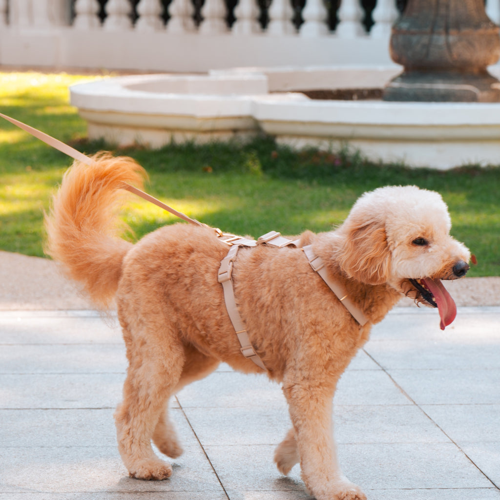 Komu Water-Resistant Harness and Leash Set in Champagne with Gold Hardware - Worn on Dog - Sturdy and strong harness and leash