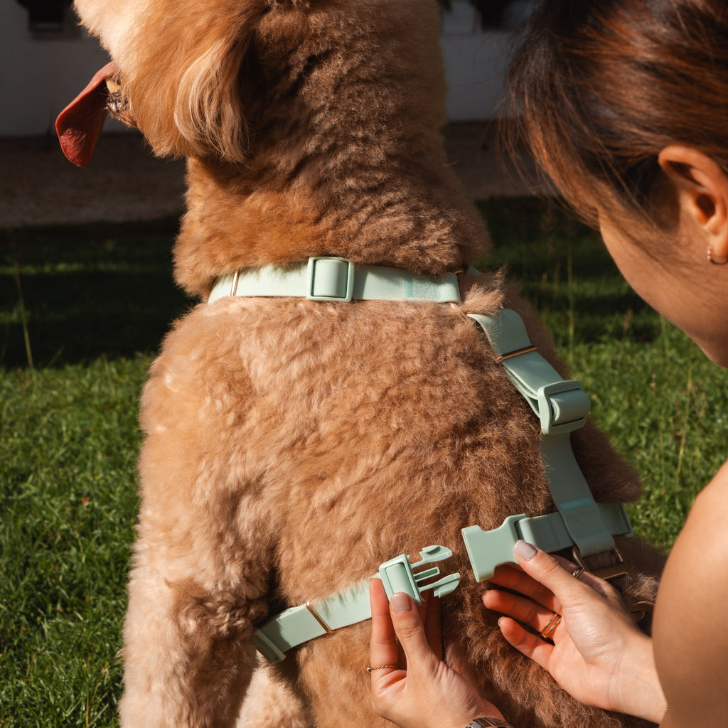 Komu Water-Resistant Harness in Mint with Gold Hardware - Adjusting harness on dog
