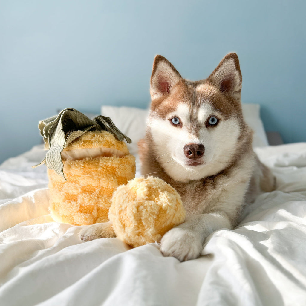 Lambwolf Collective Pineapple Pop | Interactive Toy for Dogs