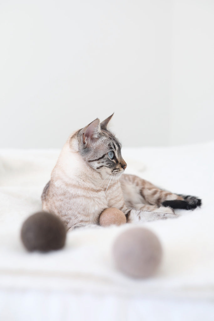 MiaCara | Globo Cat Toy Ball Set, Moss