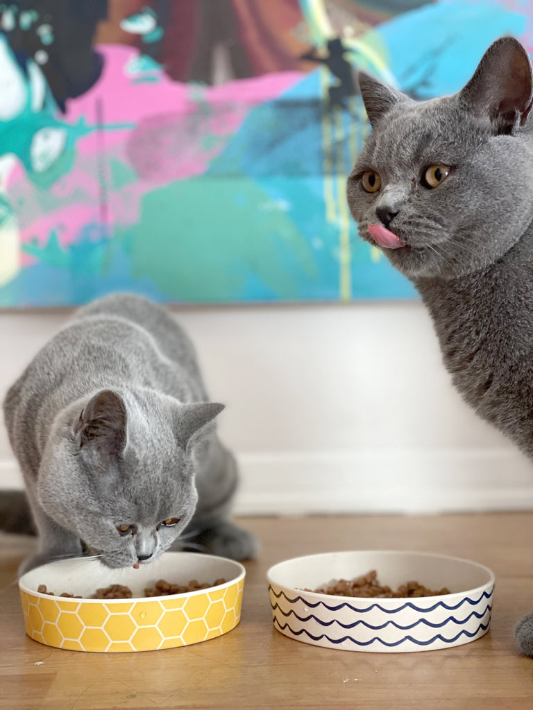 Two gray cats eating from Beco low rim bamboo bowls with a colorful abstract painting in the background