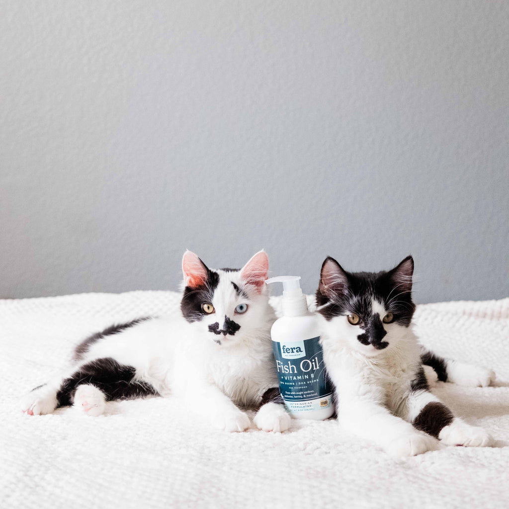 Two black and white cats sitting on a blanket with a bottle of Fera Fish Oil between them.