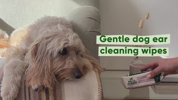 Gentle dog ear cleaning wipes by BECO Pets, a B-Corp certified brand. These wipes contain no nasty ingredients and are truly safe for dogs.