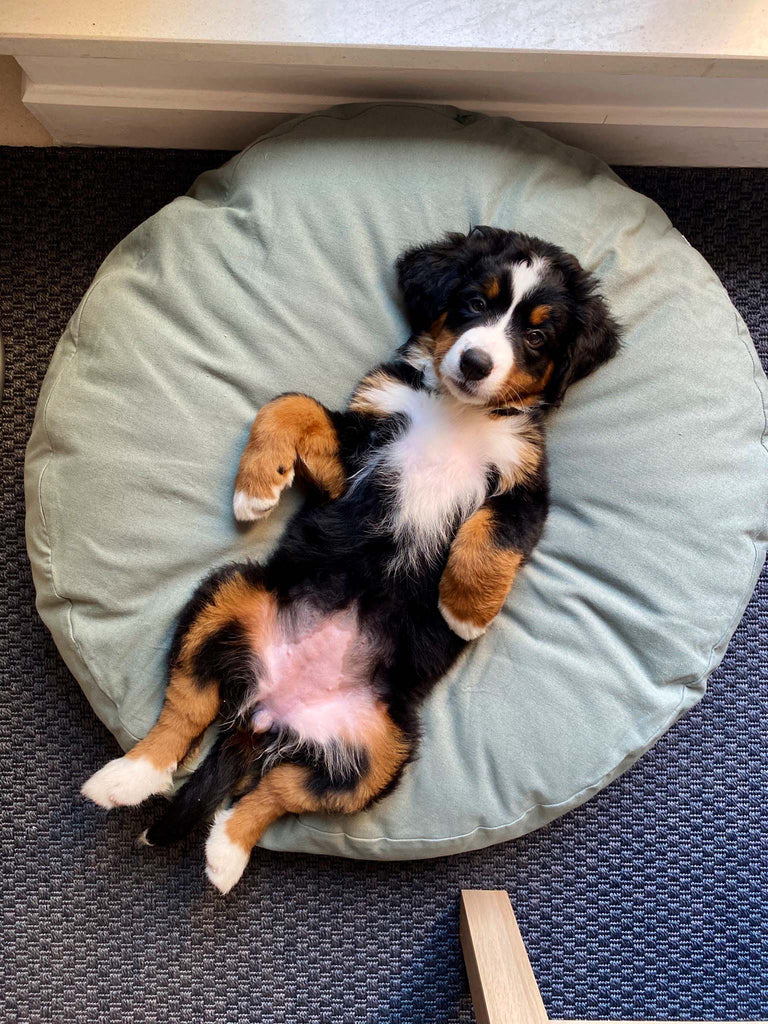 Dog lying belly up on Tadazhi Poespas Round Bed in Mellow Green – Ultra Comfy Organic Cotton Dog Bed for Relaxation