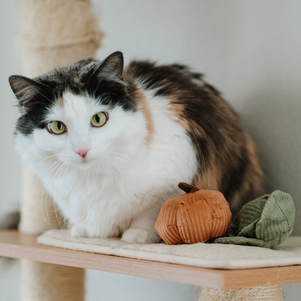 Lambwolf Collective Kitty Veggie Set