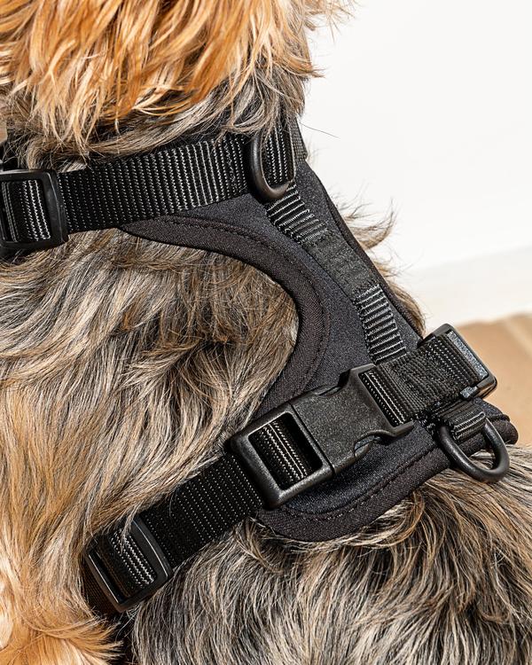 Wild One Harness, Black