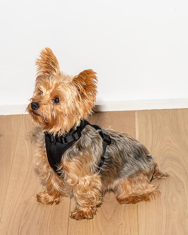 Wild One Harness, Black