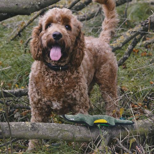 Beco Rough & Tough Recycled Dog Toy, Crocodile