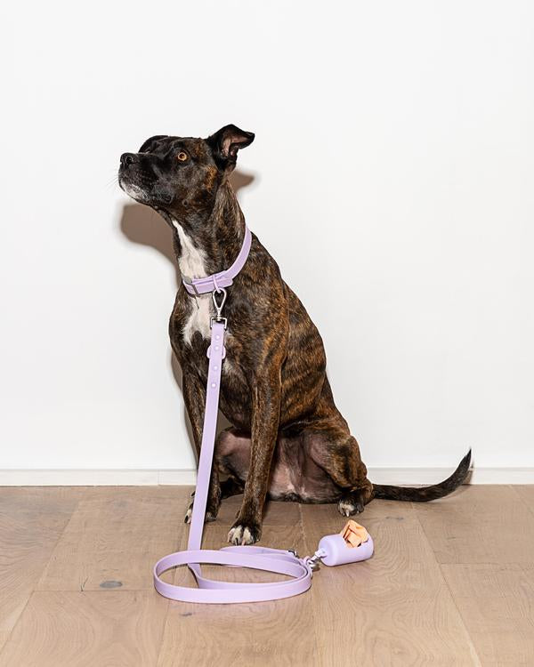 Wild One Collar, Lilac
