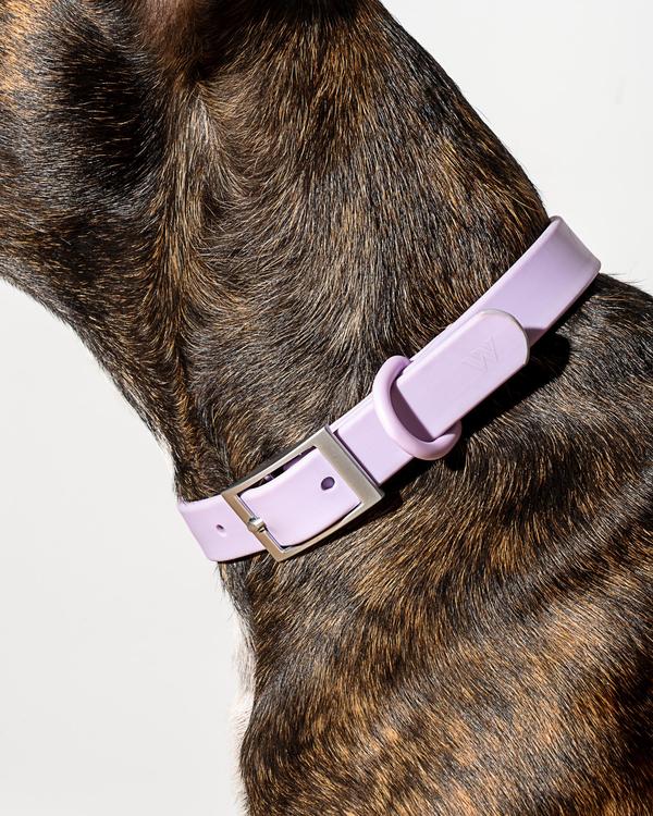 Wild One Collar, Lilac