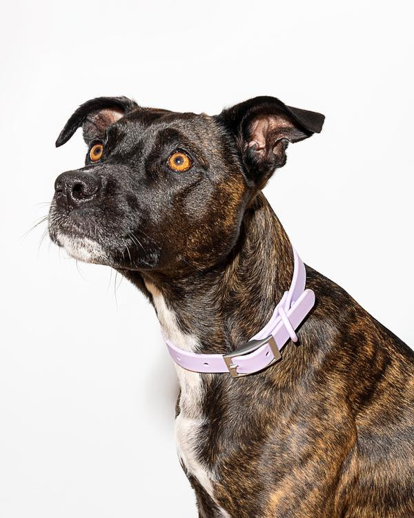 Wild One Collar, Lilac