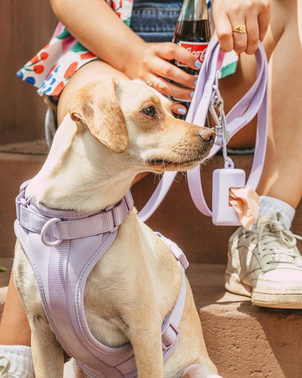 Wild One Dog Harness Walk Kit in Lilac