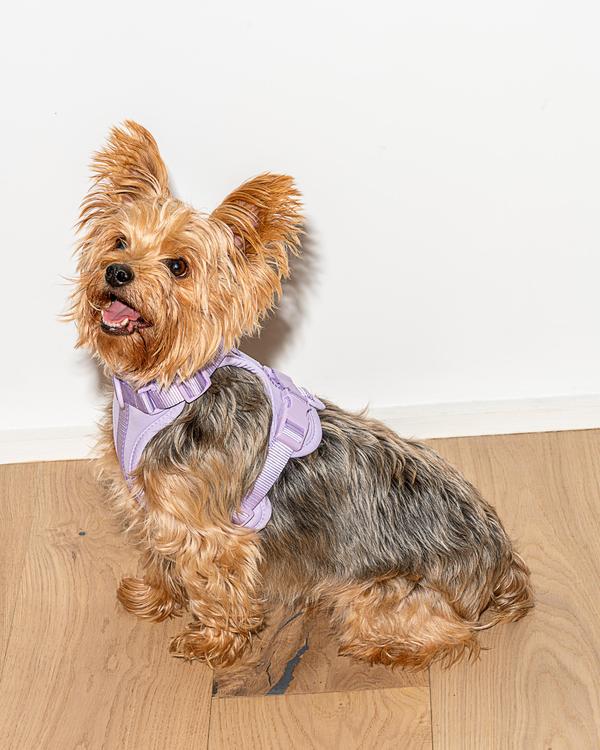 Wild One Dog Harness in Lilac