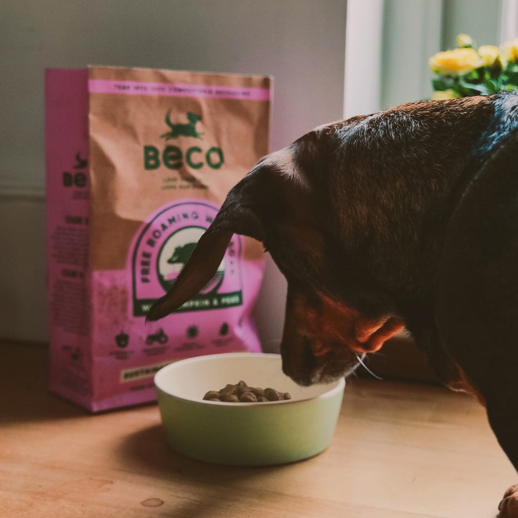 BECO Printed Bamboo Pet Bowl | Plant Based Materials