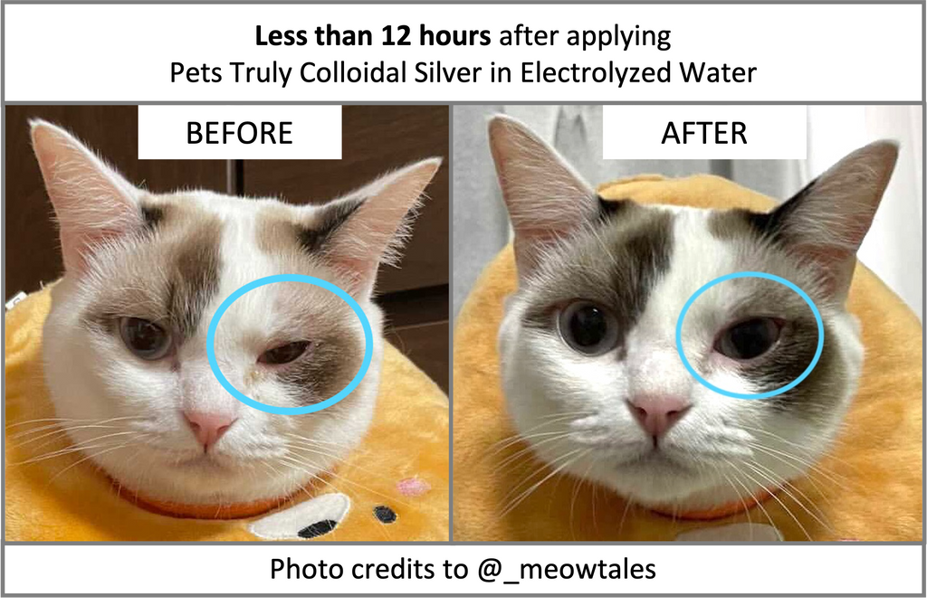 Pets Truly Singapore | Colloidal Silver in Electrolyzed Water | Medical-Grade Pet Care in a Bottle