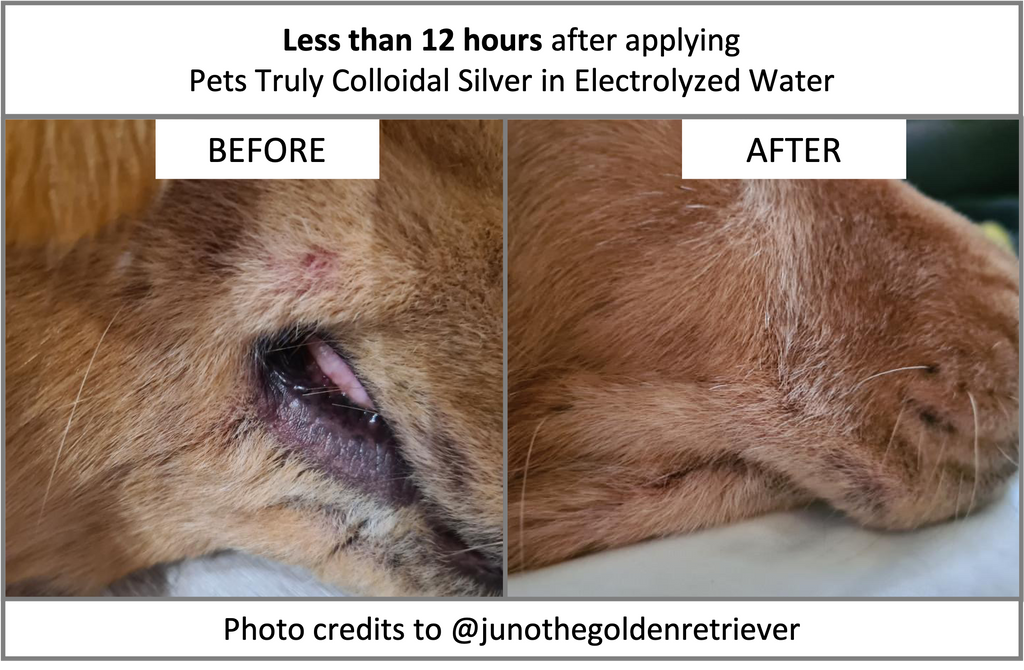 Pets Truly Singapore | Colloidal Silver in Electrolyzed Water | Medical-Grade Pet Care in a Bottle
