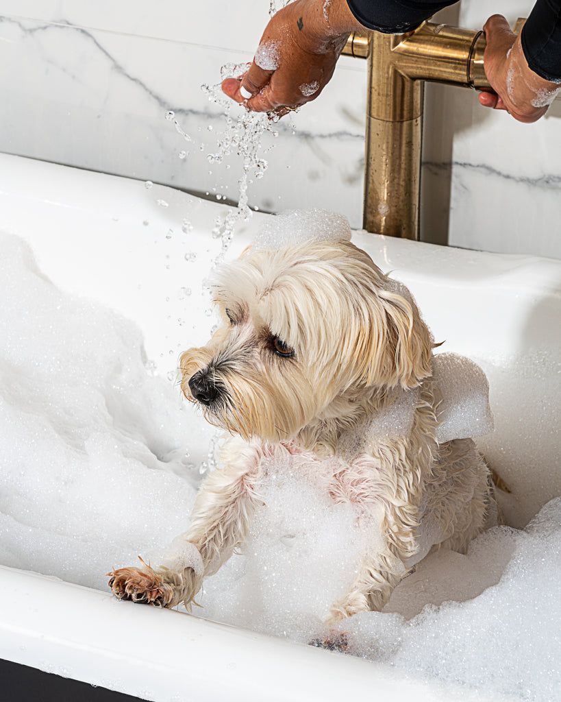 Wild One | Conditioning Dog Shampoo in Grapefruit and Lemongrass