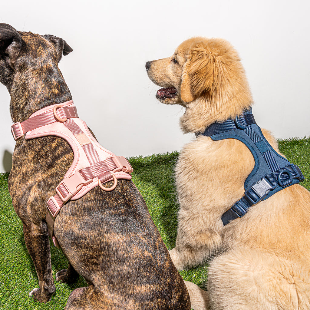 Wild One Dog Harness in Navy | No Pull Harness