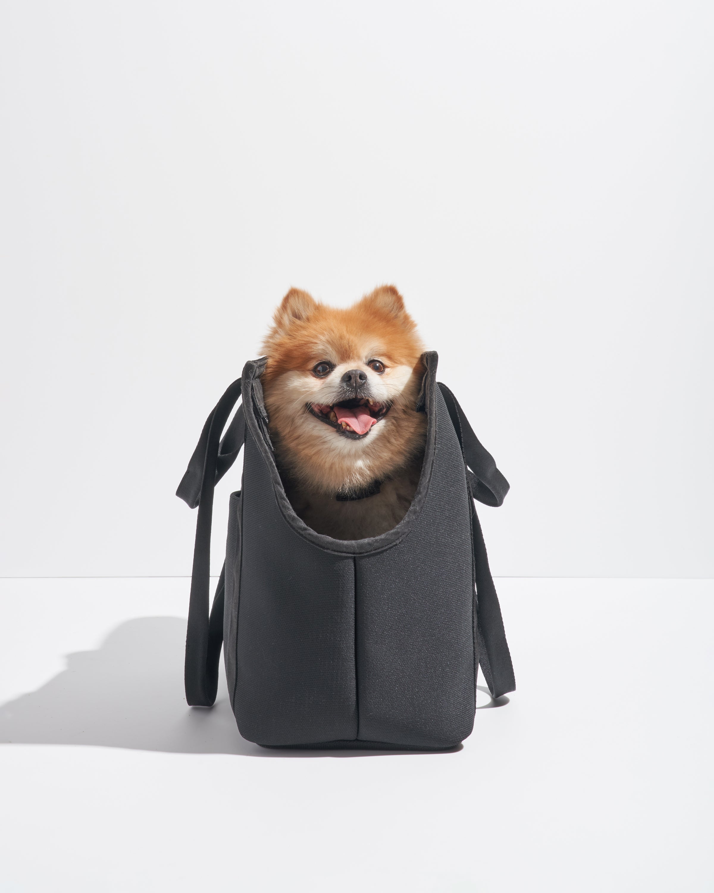 Wild one dog carrier on sale