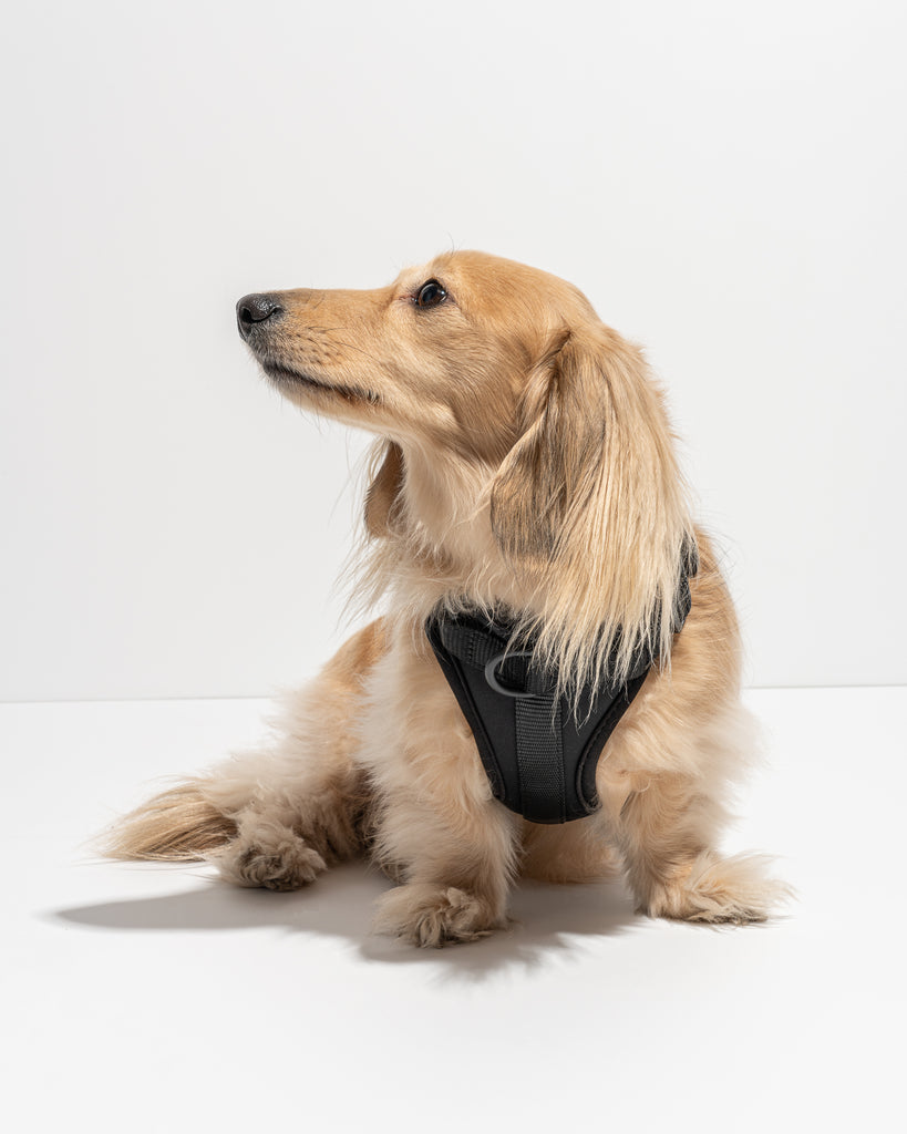 Wild One Harness, Black