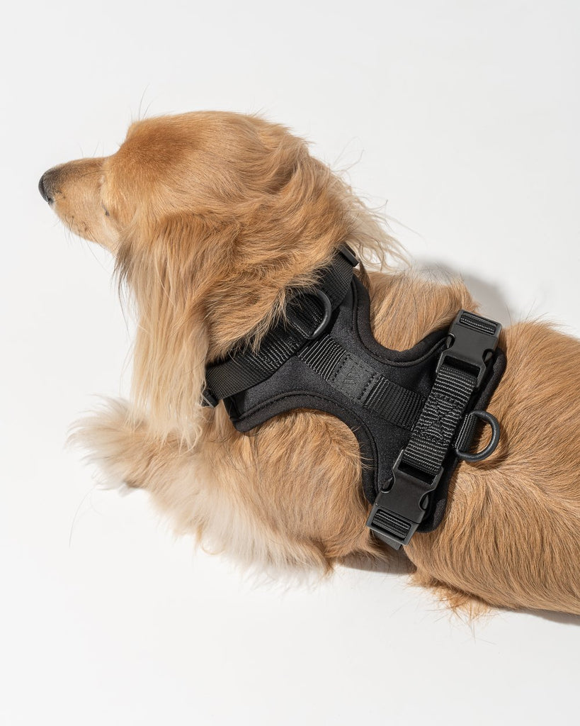 Wild One Harness, Black