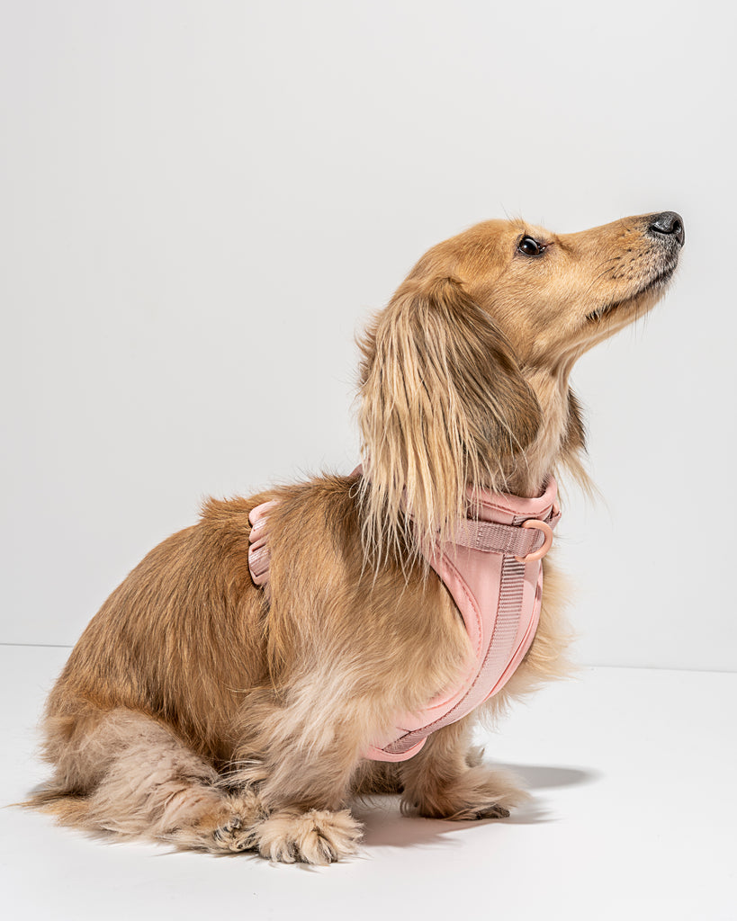 Wild One Dog Harness in Blush Pink | No Pull Harness