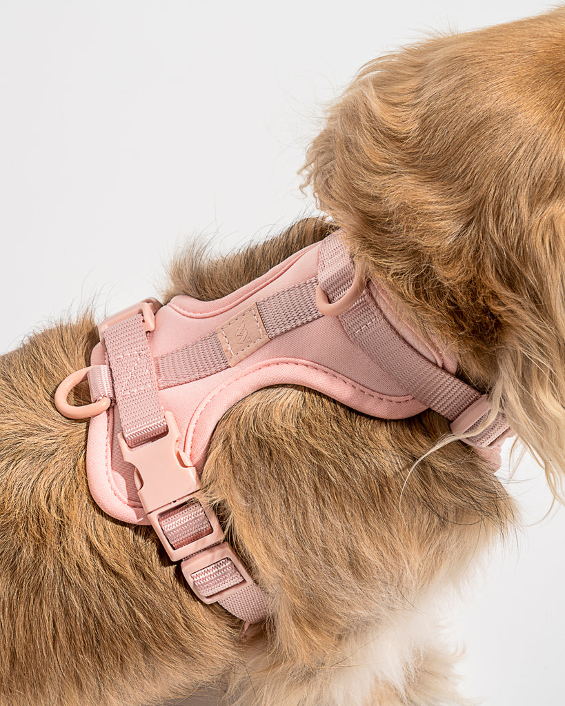 Wild One Dog Harness in Blush Pink | No Pull Harness