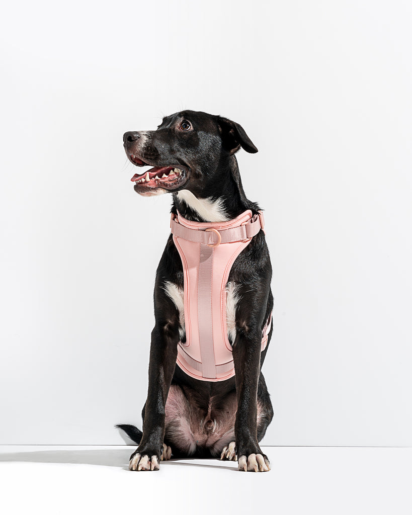 Wild One Dog Harness in Blush Pink | No Pull Harness