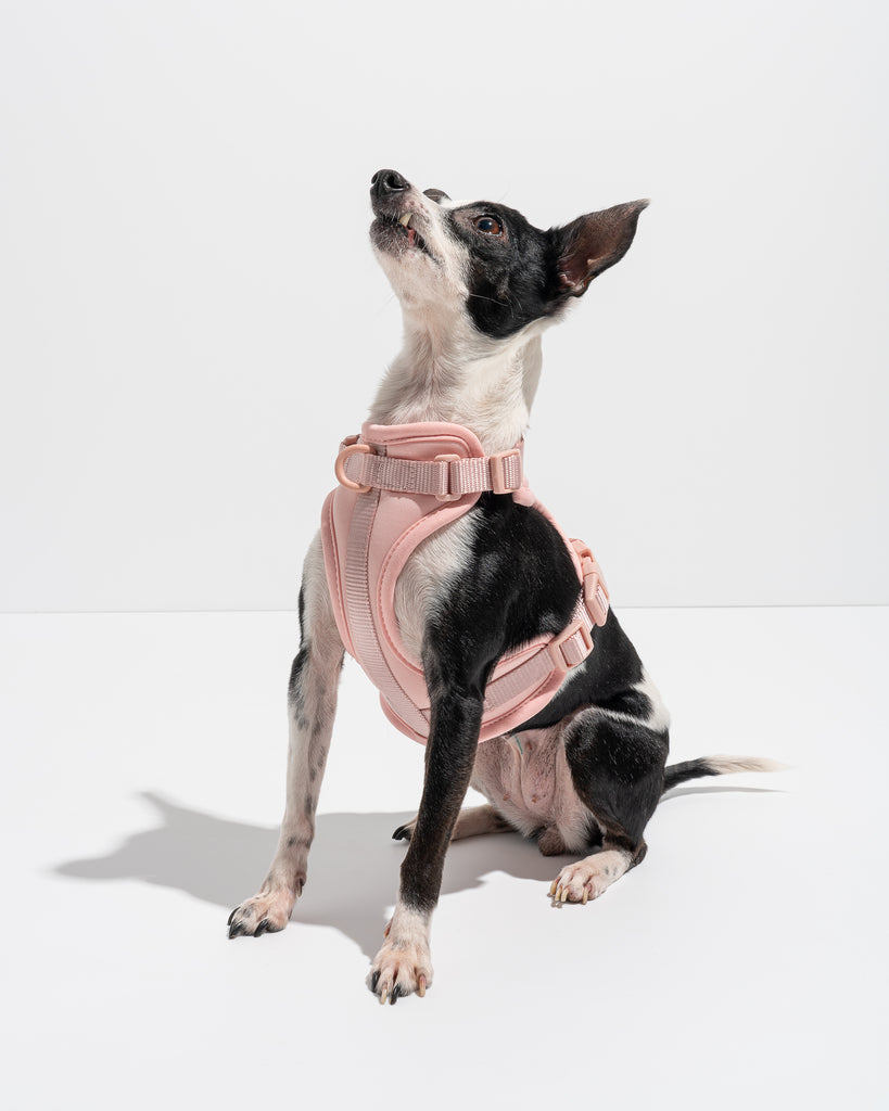 Wild One Dog Harness in Blush Pink | No Pull Harness