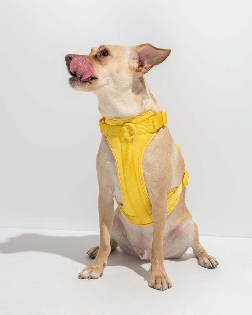 Wild One Harness, Butter