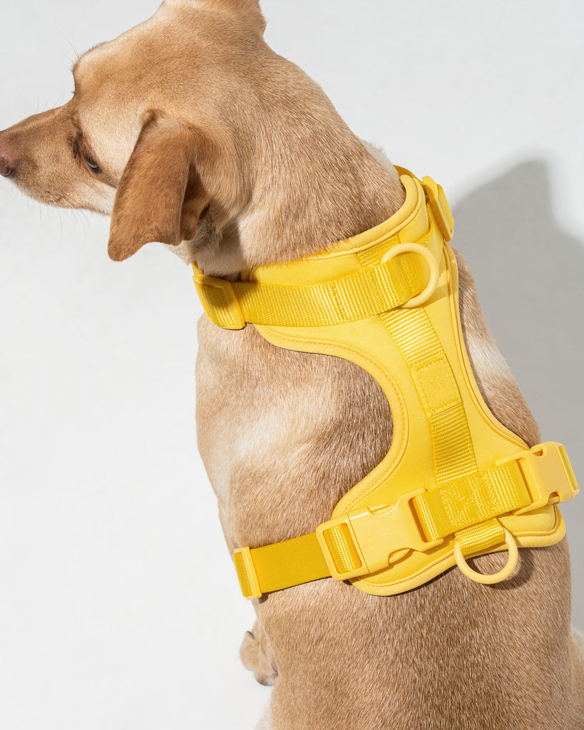 Wild One Harness, Butter