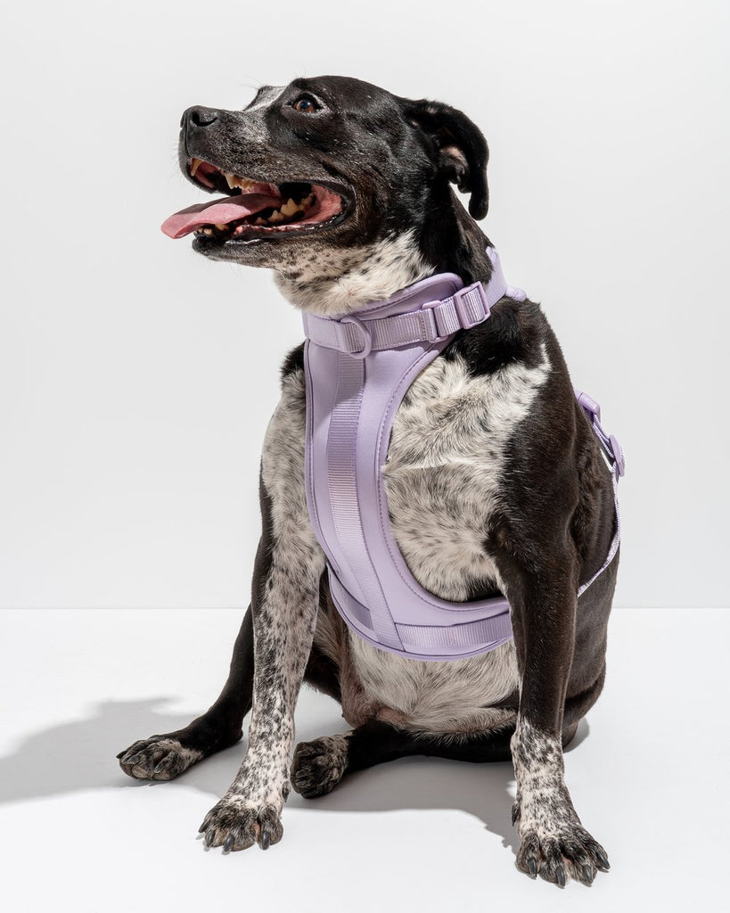 Wild One Dog Harness in Lilac