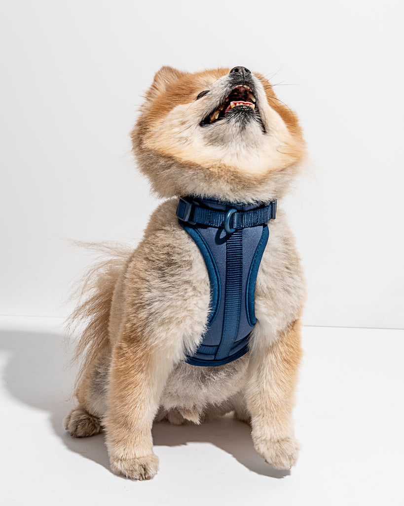 Wild One Dog Harness in Navy | No Pull Harness