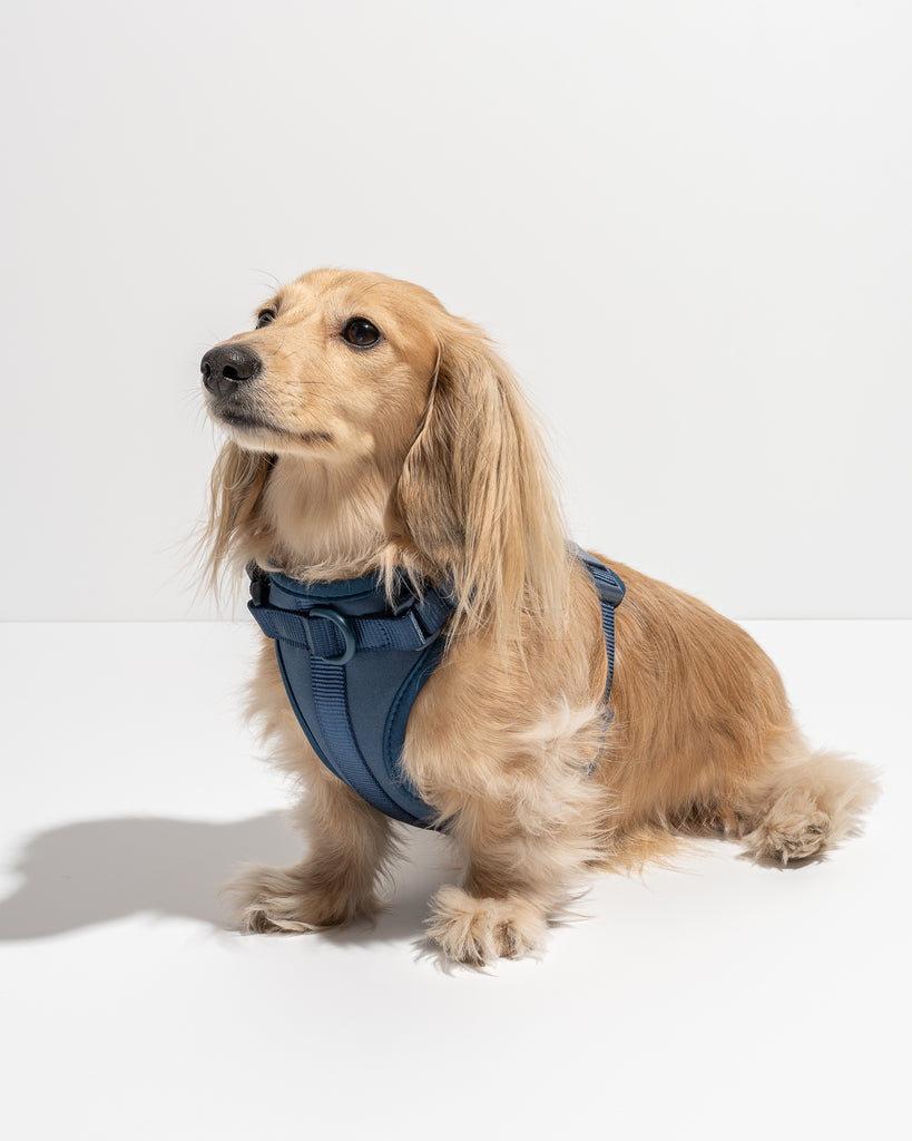 Wild One Dog Harness in Navy | No Pull Harness