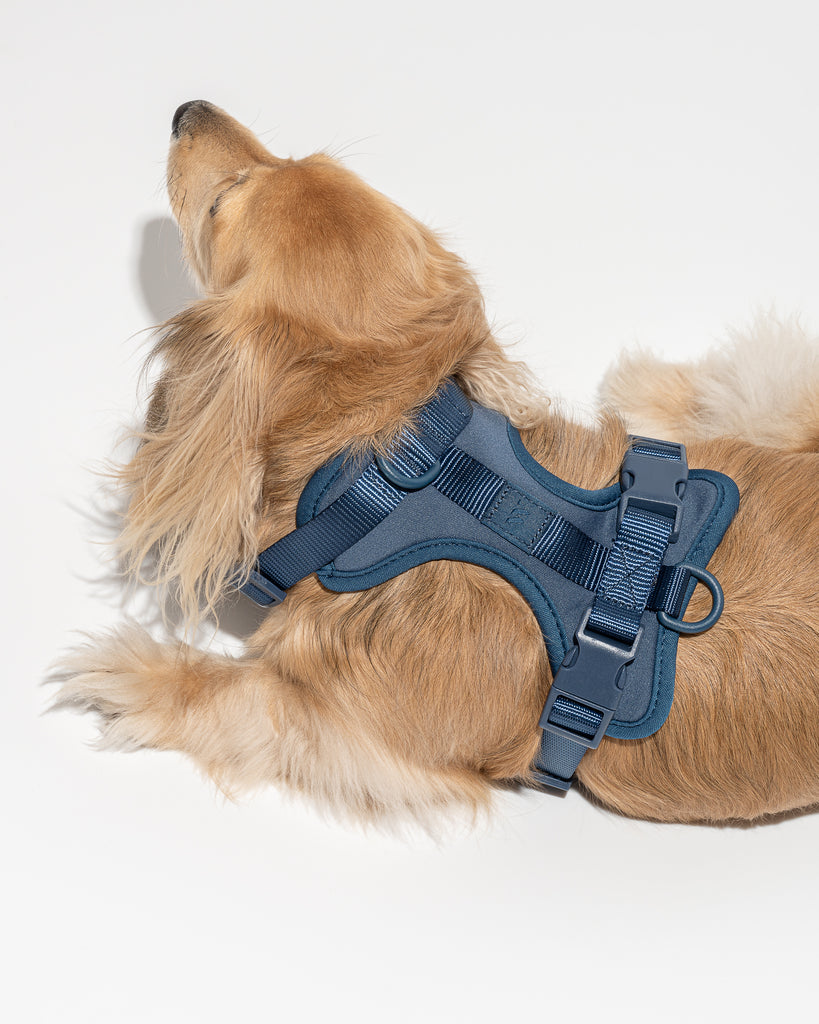 Wild One Dog Harness in Navy | No Pull Harness