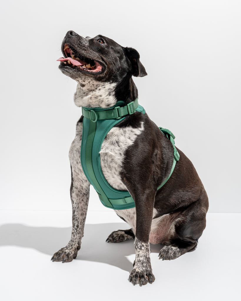 Wild One Dog Harness in Spruce Green | No Pull Harness
