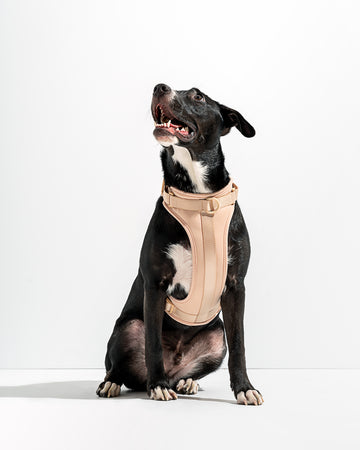 Wild One Harness, Tan