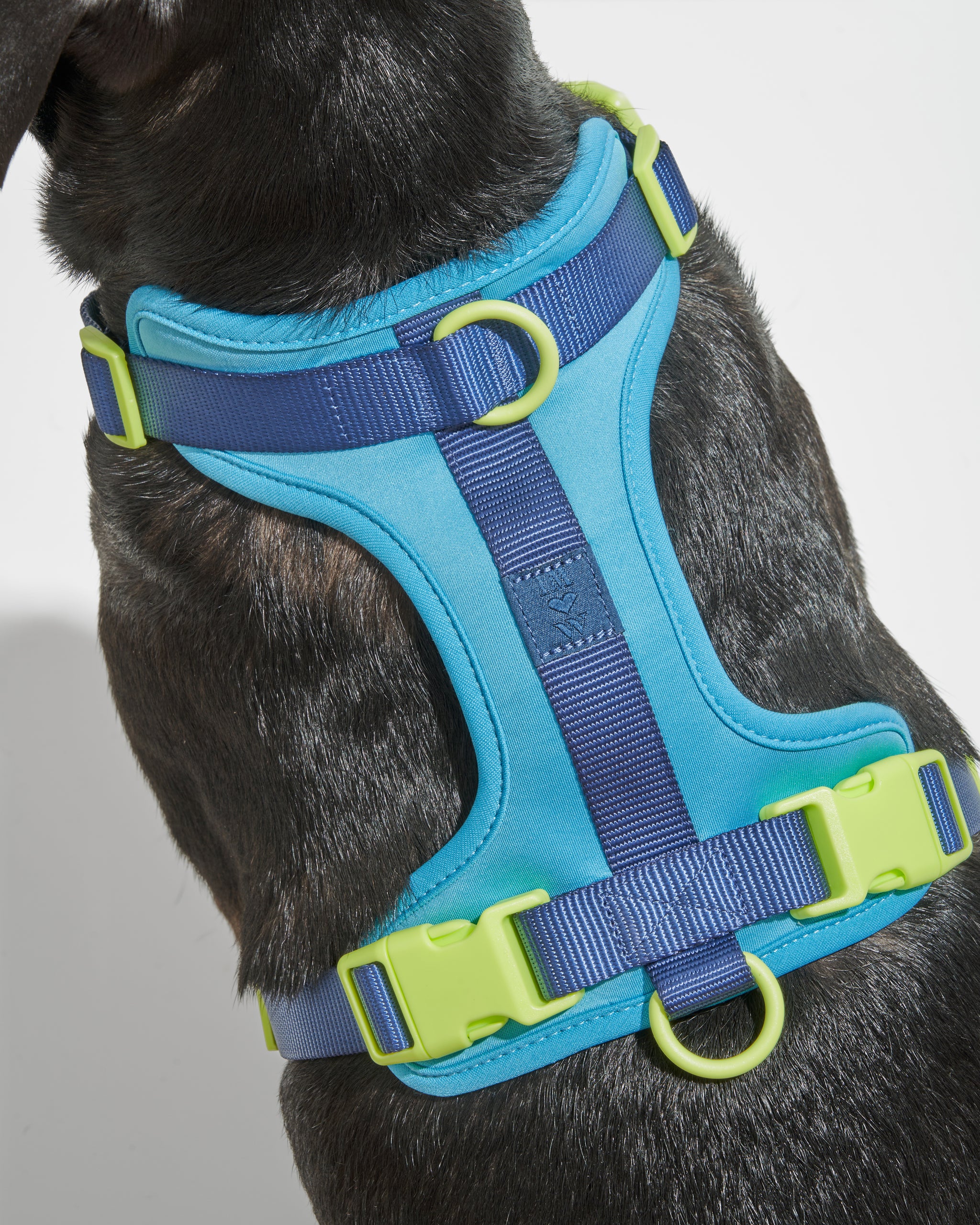 XS, L] Wild One Harness, Limited Edition, IM Hudson Blue – NNYEO