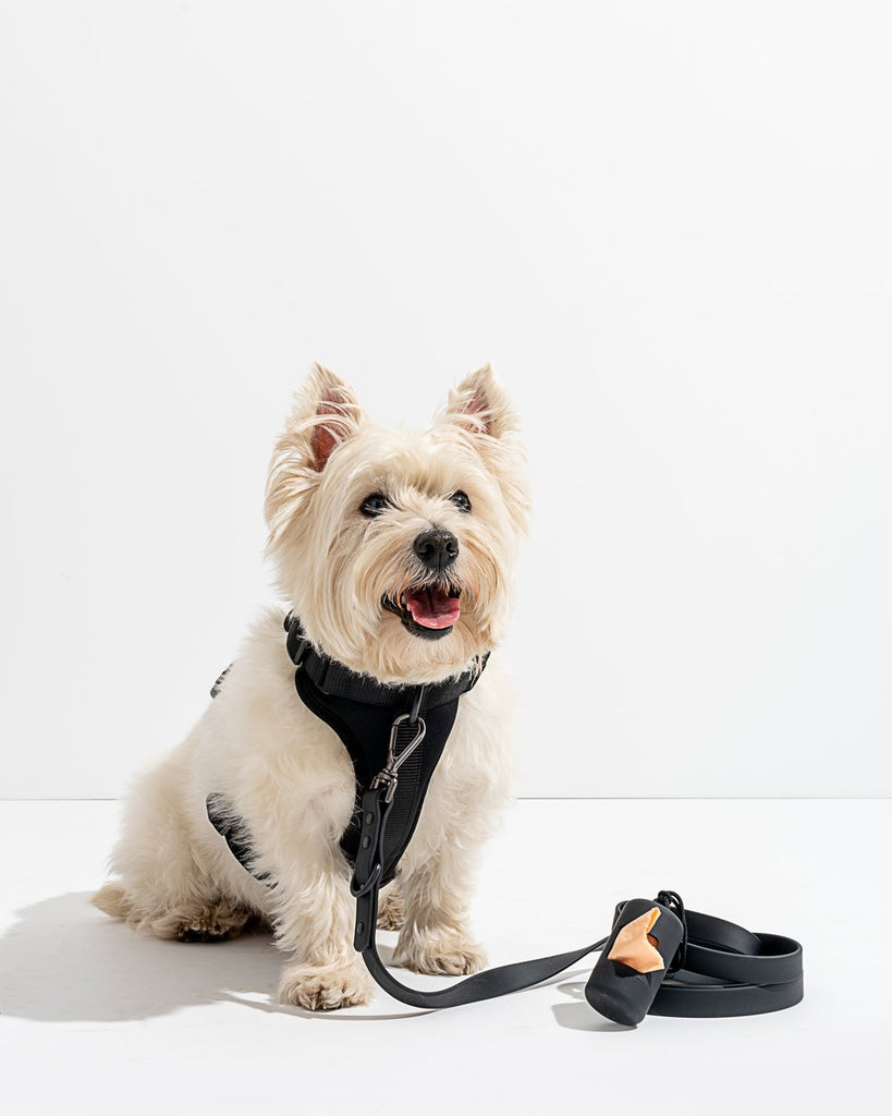 Wild One Harness, Black